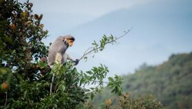 Money Langur at Cuc Phuong National Park, Ninh Binh